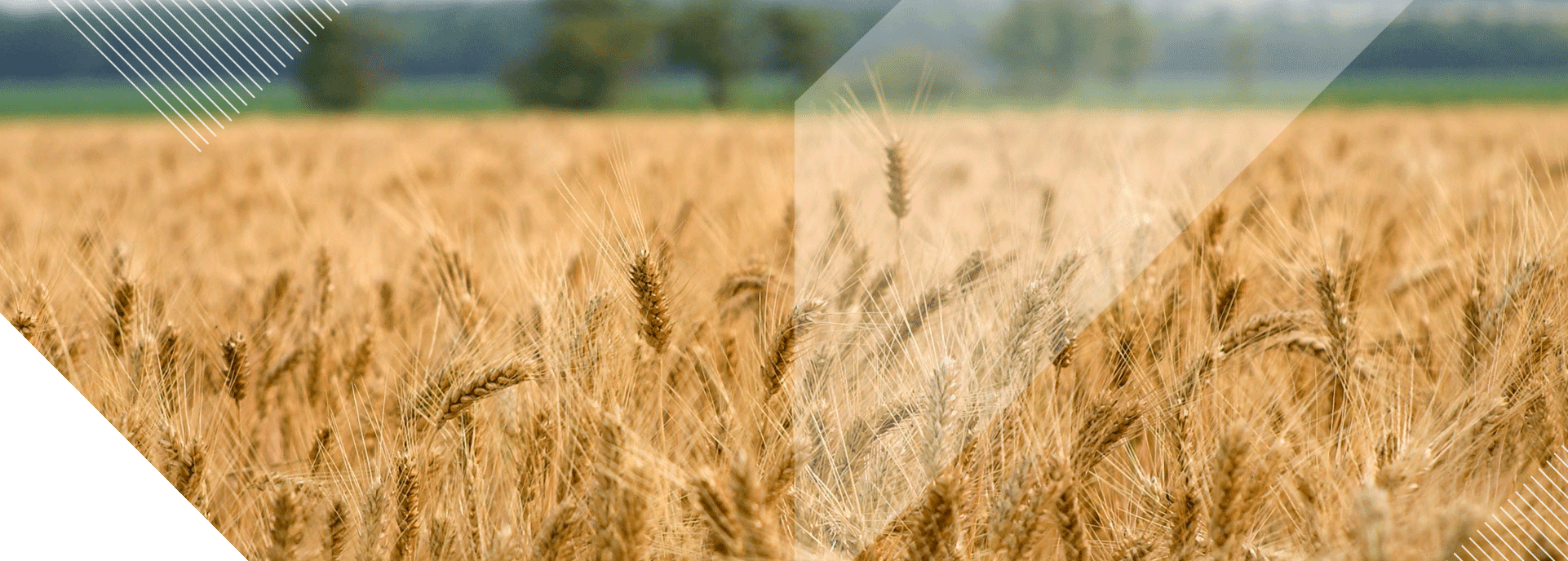 Agriculture Livestock